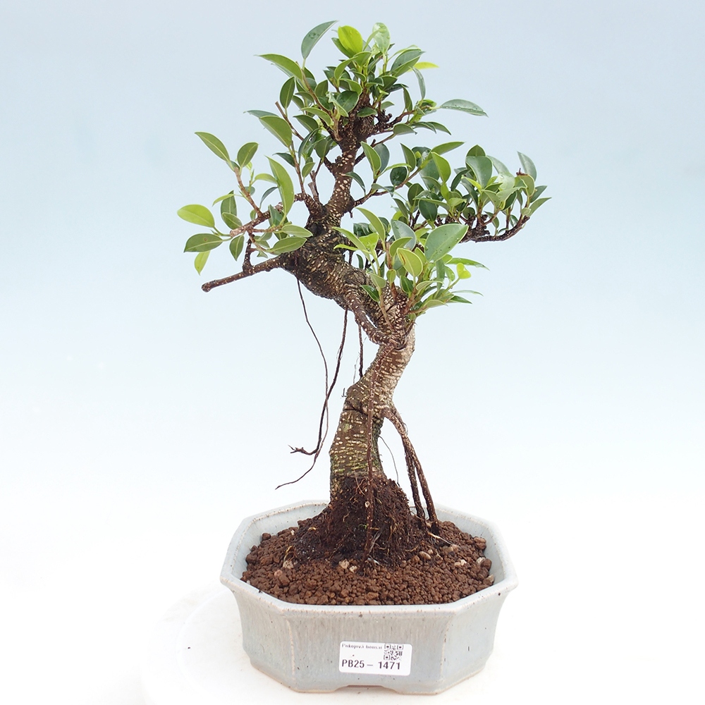 Kryty bonsai - Ficus retusa - figowiec drobnolistny