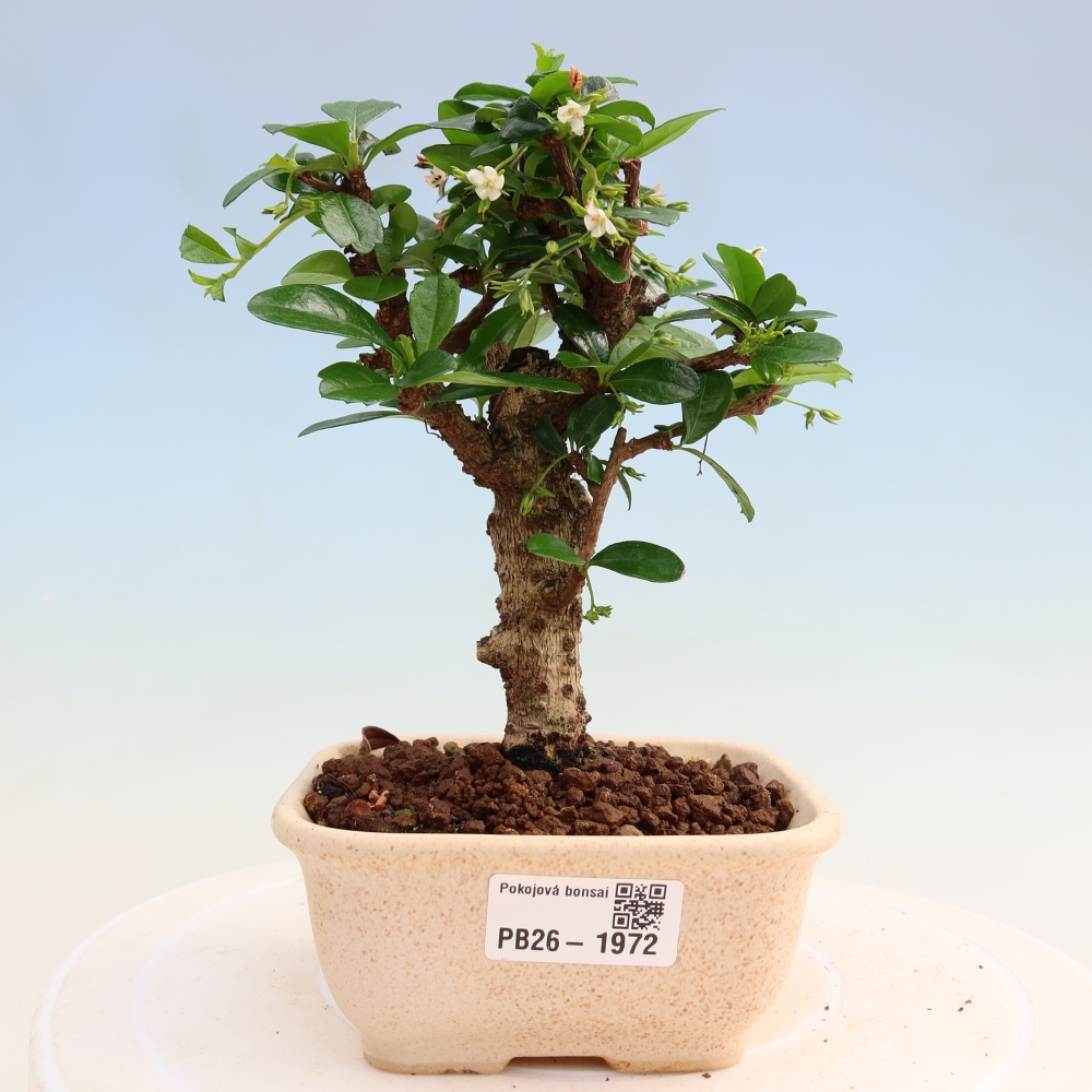 Bonsai pokojowe - Carmona macrophylla - Tea fuki