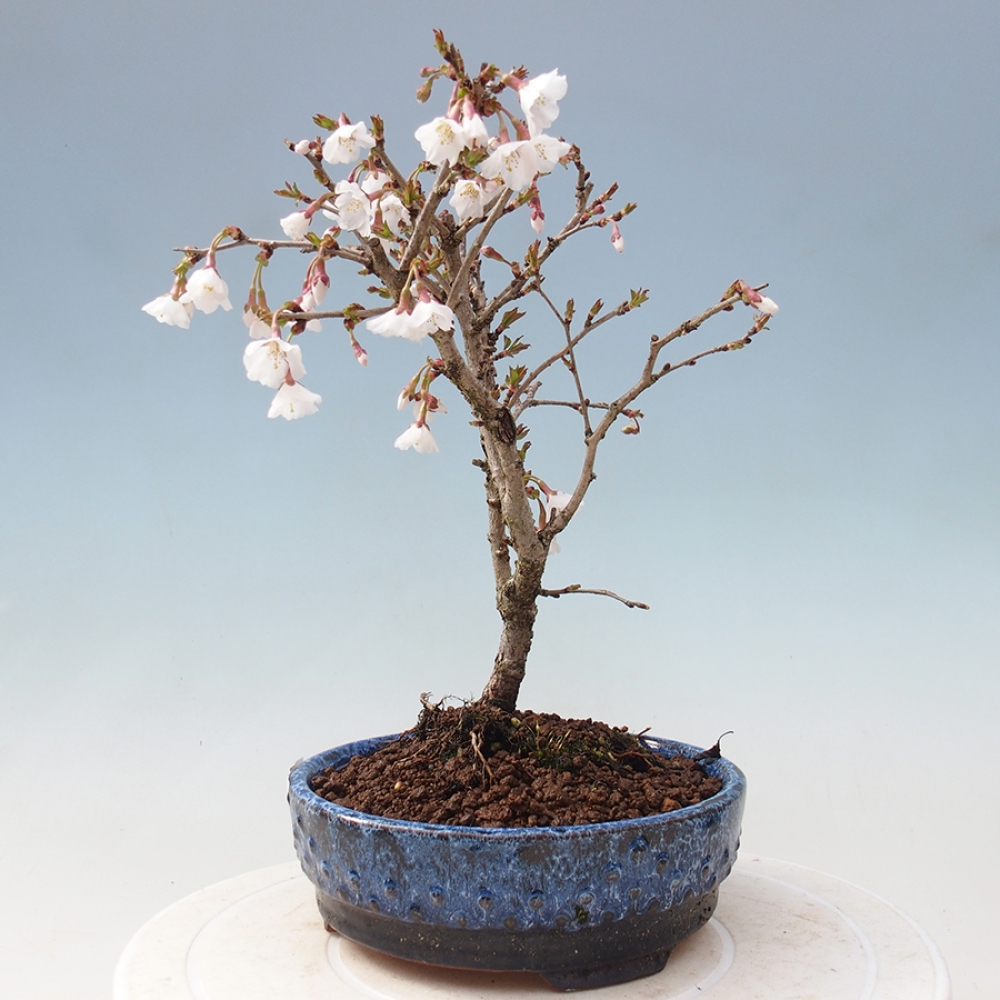 Bonsai zewnętrzne - Prunus incisa Kojou-no mai-cięcie śliwki