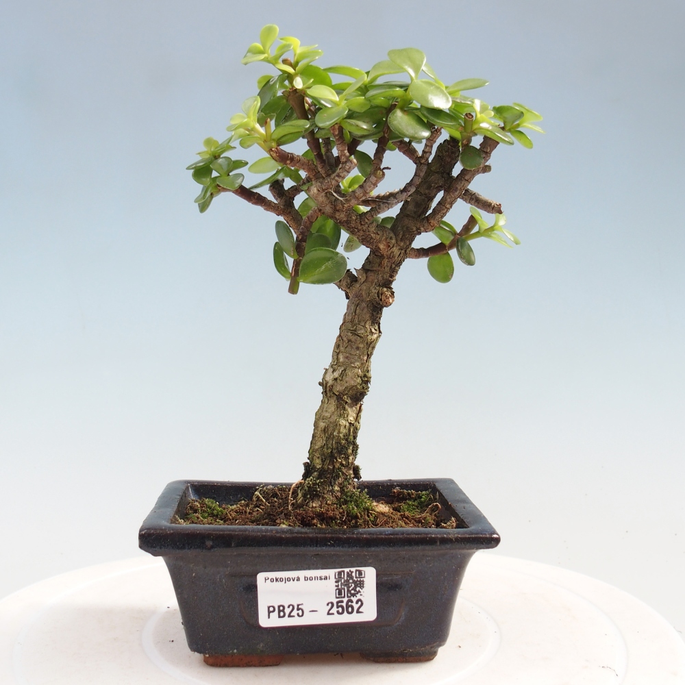 Kryty bonsai - Portulakaria Afra - Tlustice