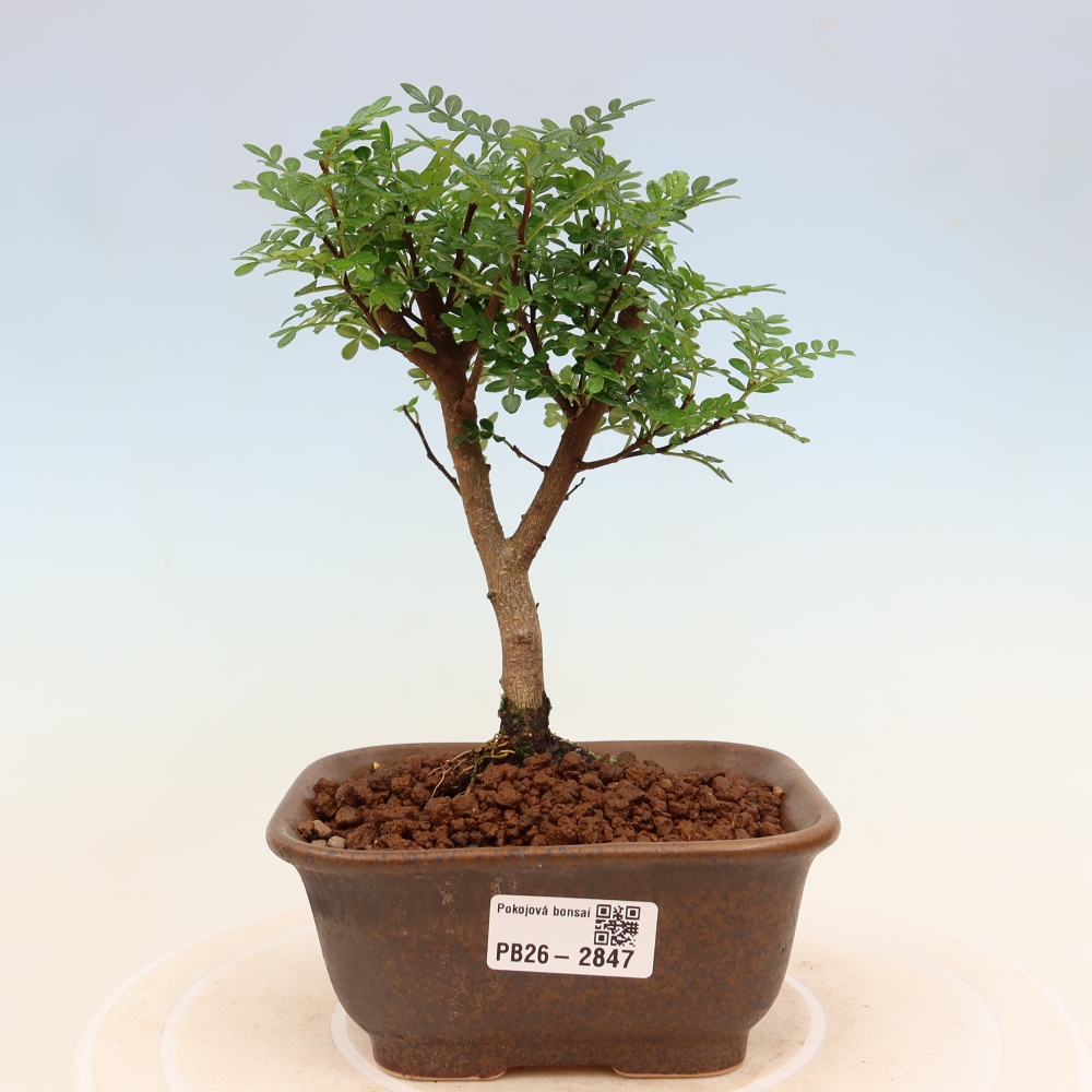 Pokój bonsai - Zantoxylum piperitum - drzewo pieprzowe