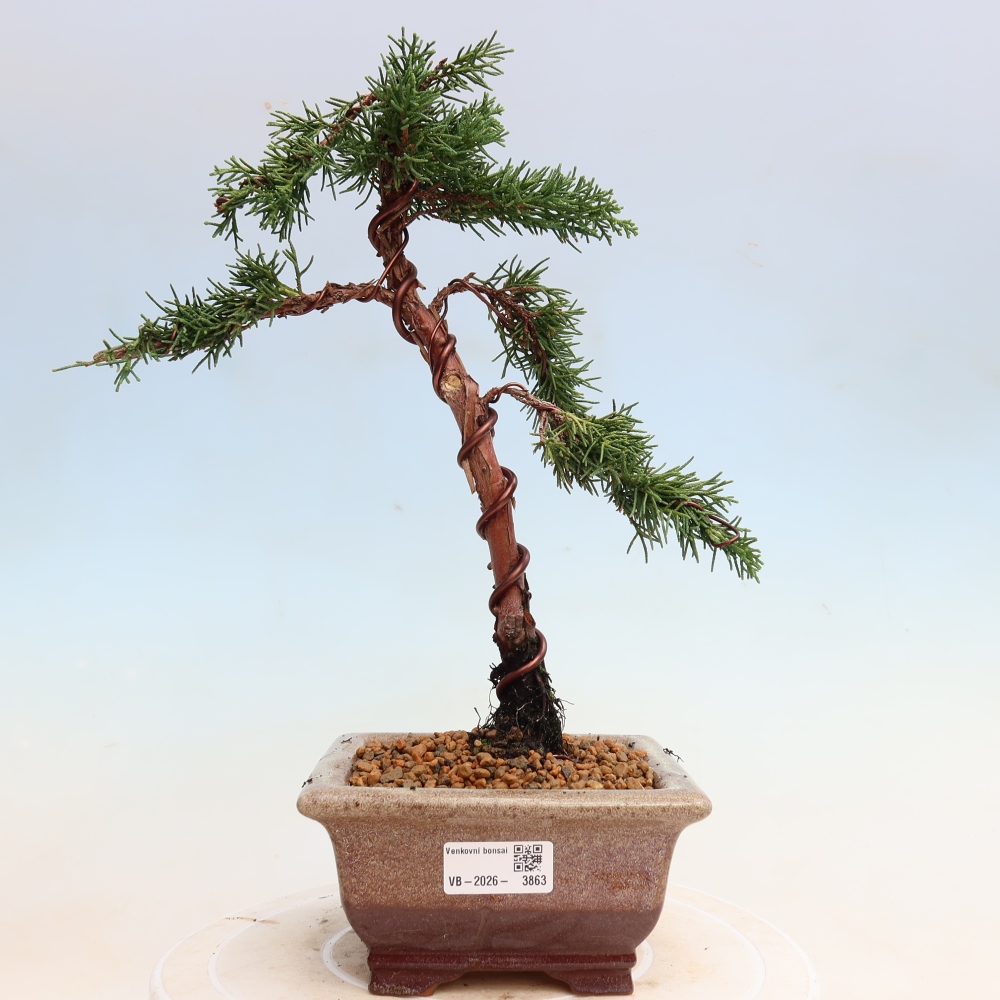 Outdoor bonsai - Juniperus chinensis Kishu