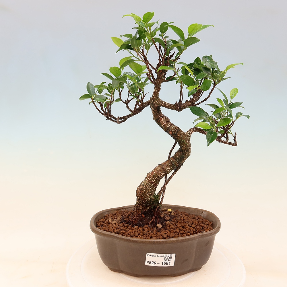 Pokój bonsai - Ficus retusa - figowiec drobnolistny