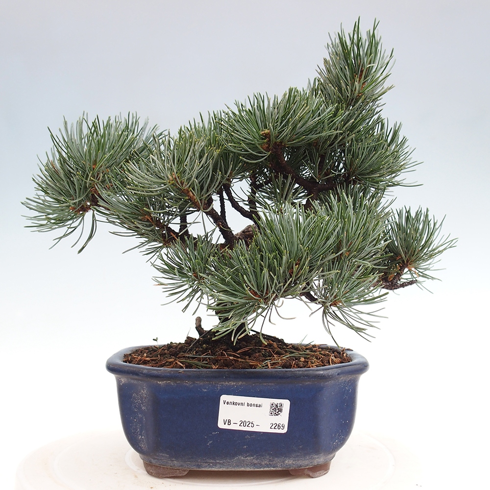 Outdoor bonsai - Pinus parviflora - Mała sosna