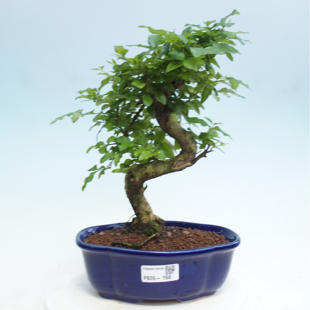 Pokój bonsai - Ligustrum retusa - dziób ptaka drobnolistnego