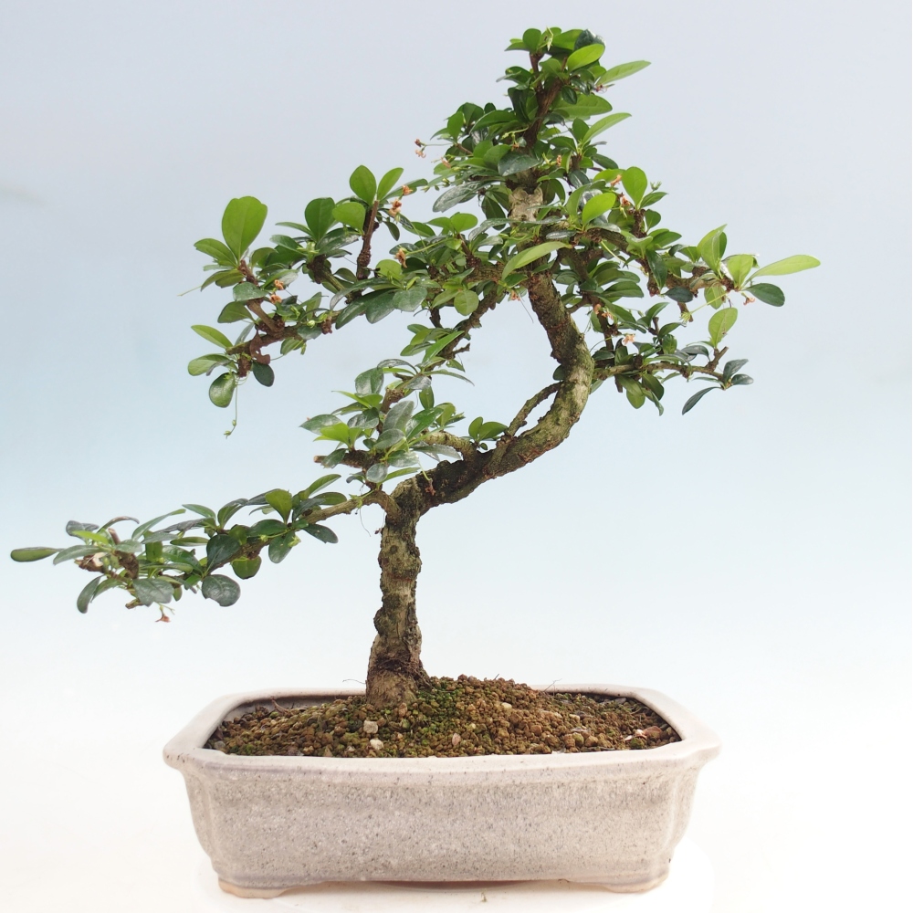 Bonsai pokojowe - Carmona macrophylla - Tea fuki