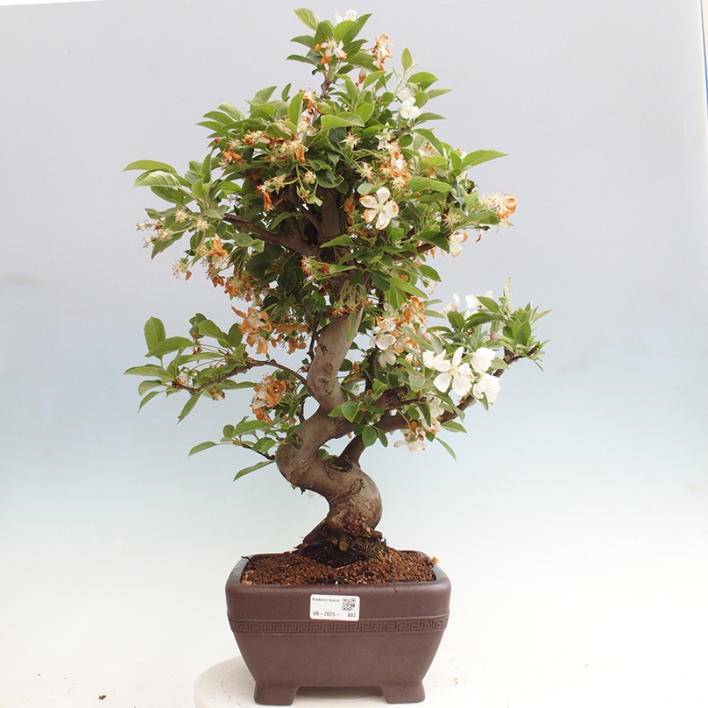 Bonsai plenerowe - Malus Halliana - Jabłoń drobnoowocowa