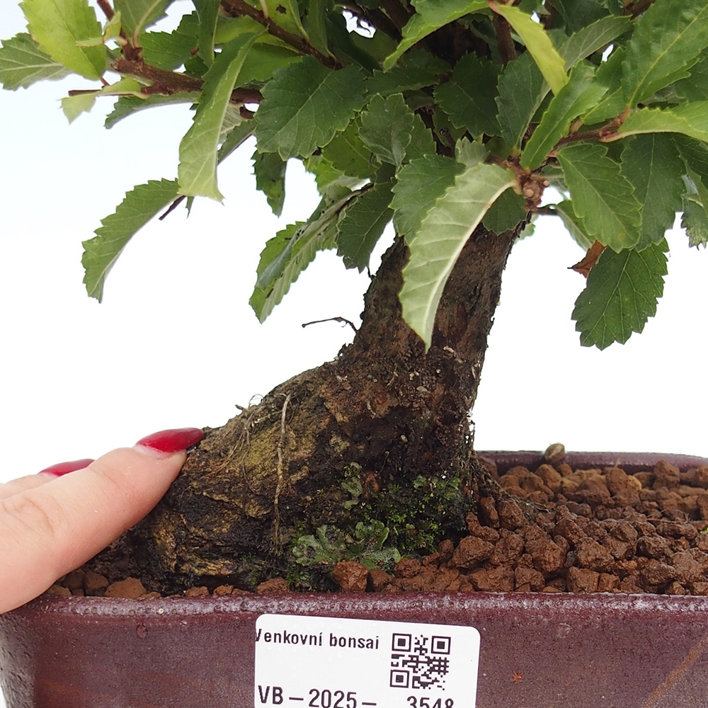 Bonsai zewnętrzne - Zelkova - Zelkova NIRE