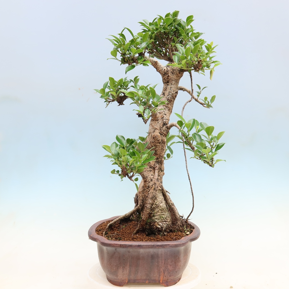 Pokój bonsai - Ficus kimmen - figowiec drobnolistny