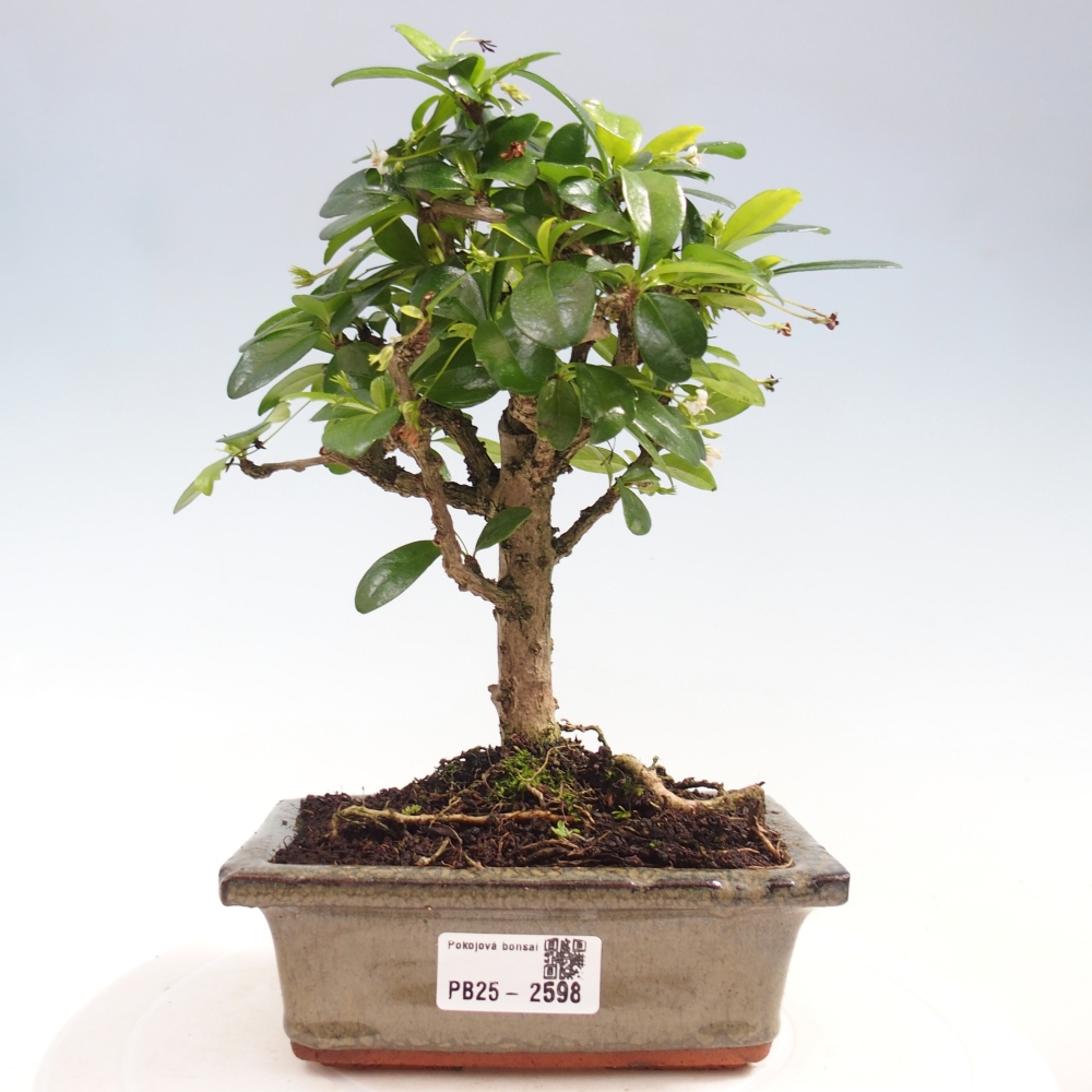 Bonsai wewnętrzne - Carmona makrophylla - Herbata Fuki