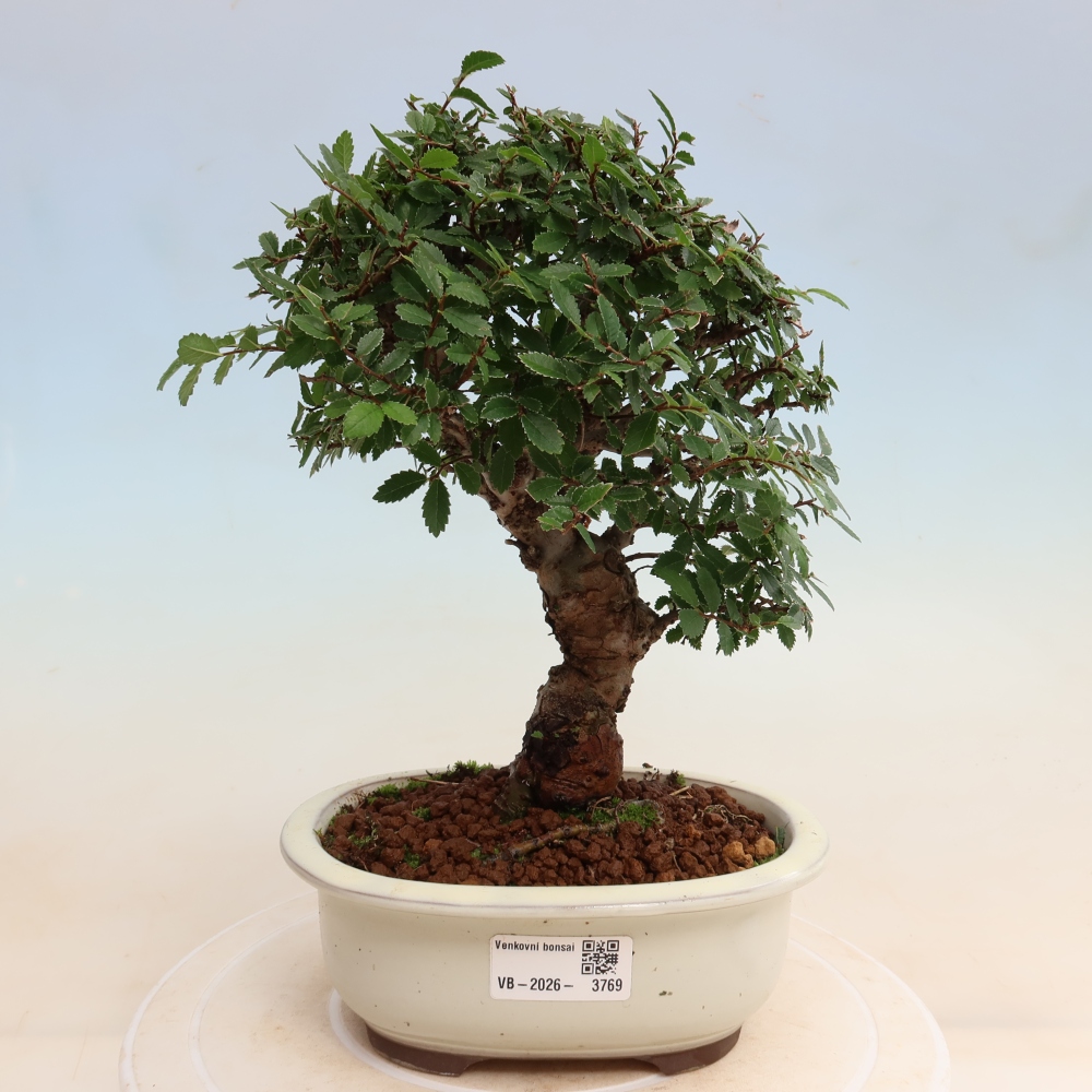 Bonsai zewnętrzne - Zelkova - Zelkova NIRE