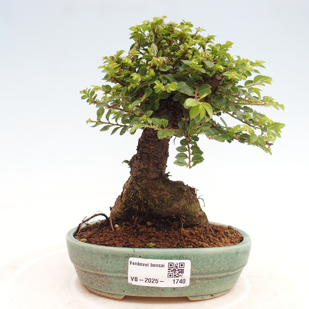 Bonsai zewnętrzne - Ulmus parvifolia Hokkaido - wiąz chiński