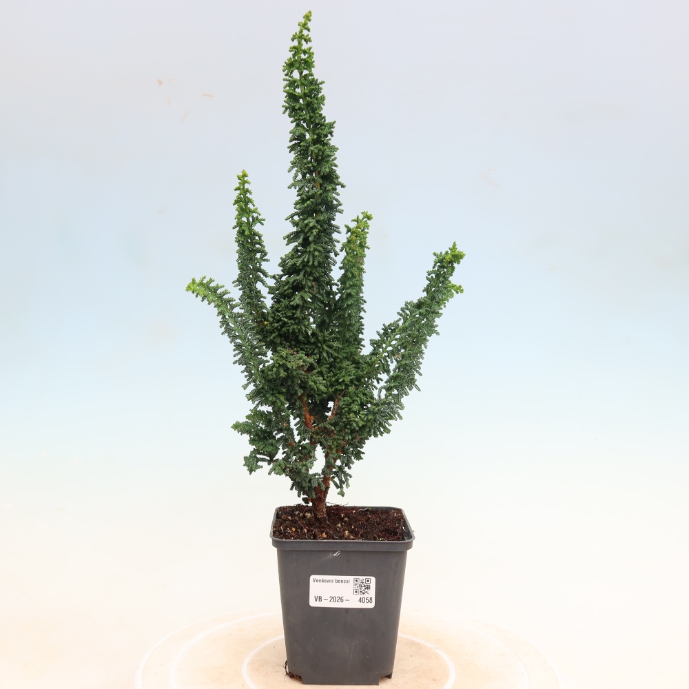Bonsai zewnętrzne - Cham. obtusa SEKKA HINOKI - Cyprys