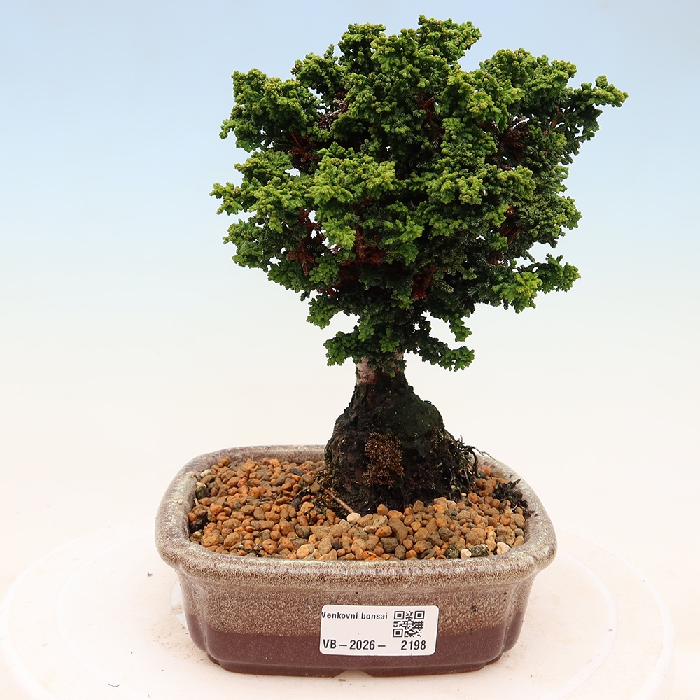 Bonsai zewnętrzne - Cham. obtusa SEKKA HINOKI - Cyprys