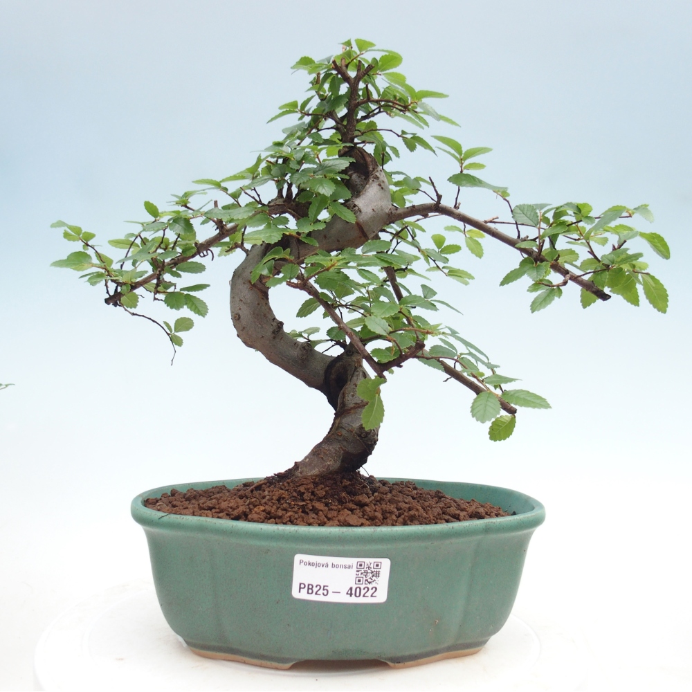 Pokój bonsai - Ulmus parvifolia - Wiąz drobnolistny