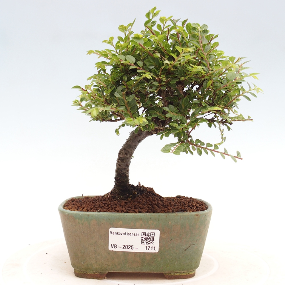 Bonsai zewnętrzne - Ulmus parvifolia Sagei - Wiąz drobnolistny