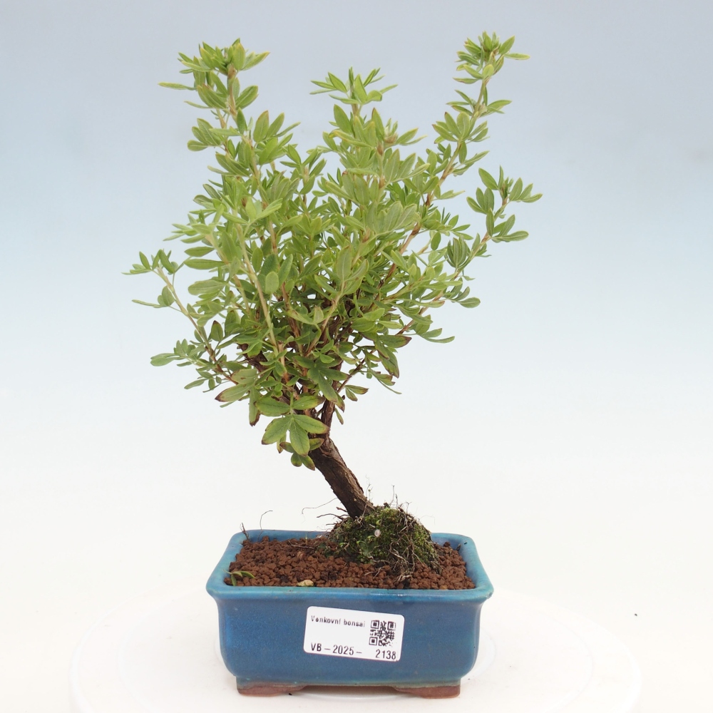 Outdoor bonsai-Pięciolistnik - Potentila fruticosa żółty Ptak