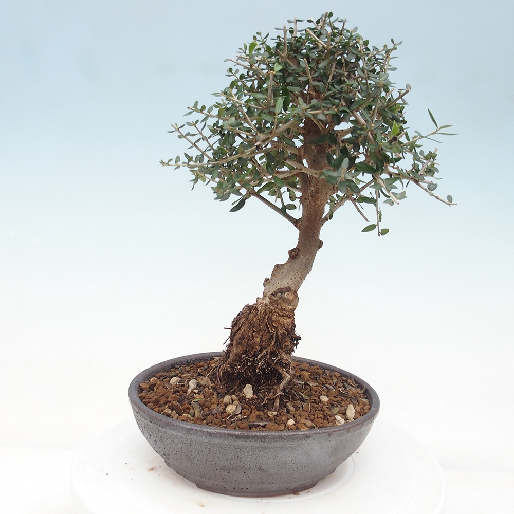 Bonsai do wnętrz - Olea europaea sylvestris