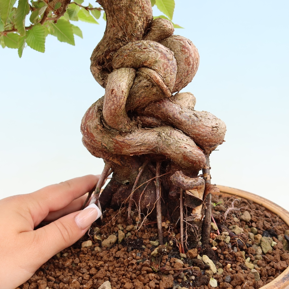 Outdoor bonsai - Carpinus coreana - grab koreański