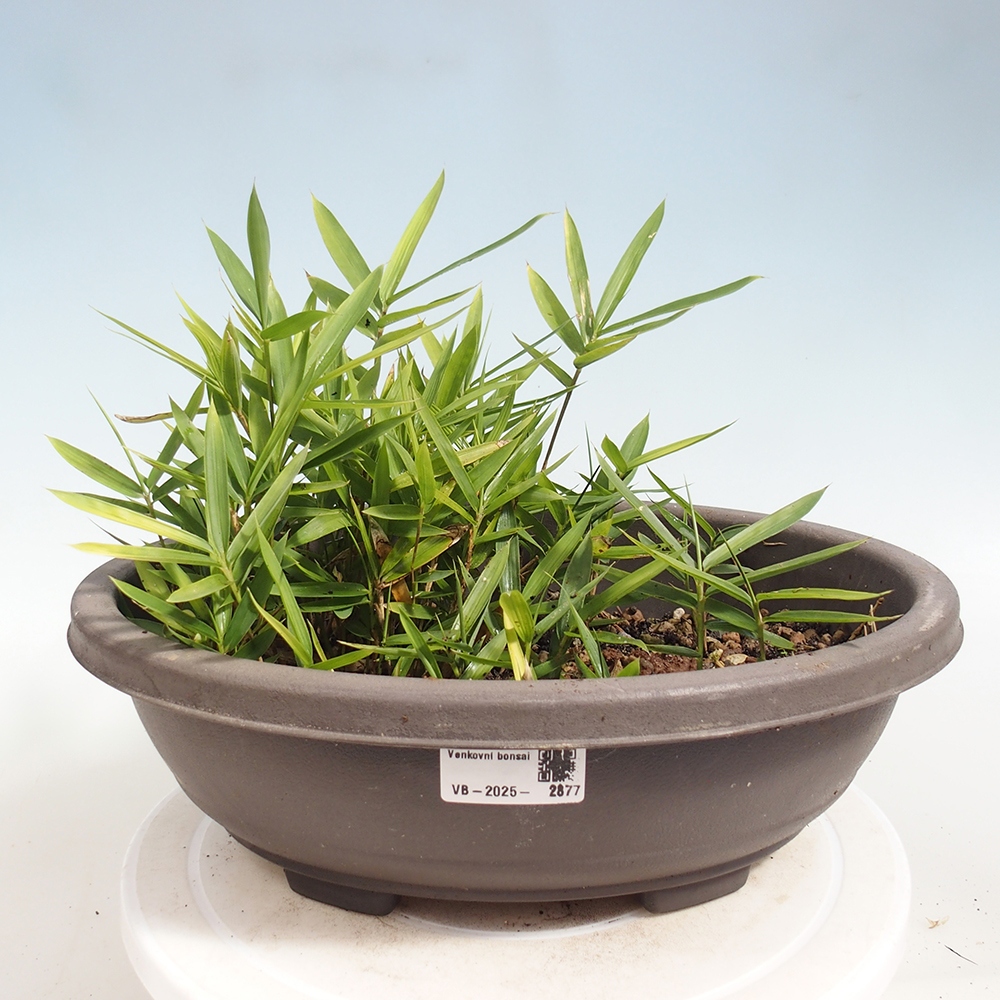 Bonsai zewnętrzne - Pleioblastus argenteostriatus f.pumilus - Bambus karłowaty
