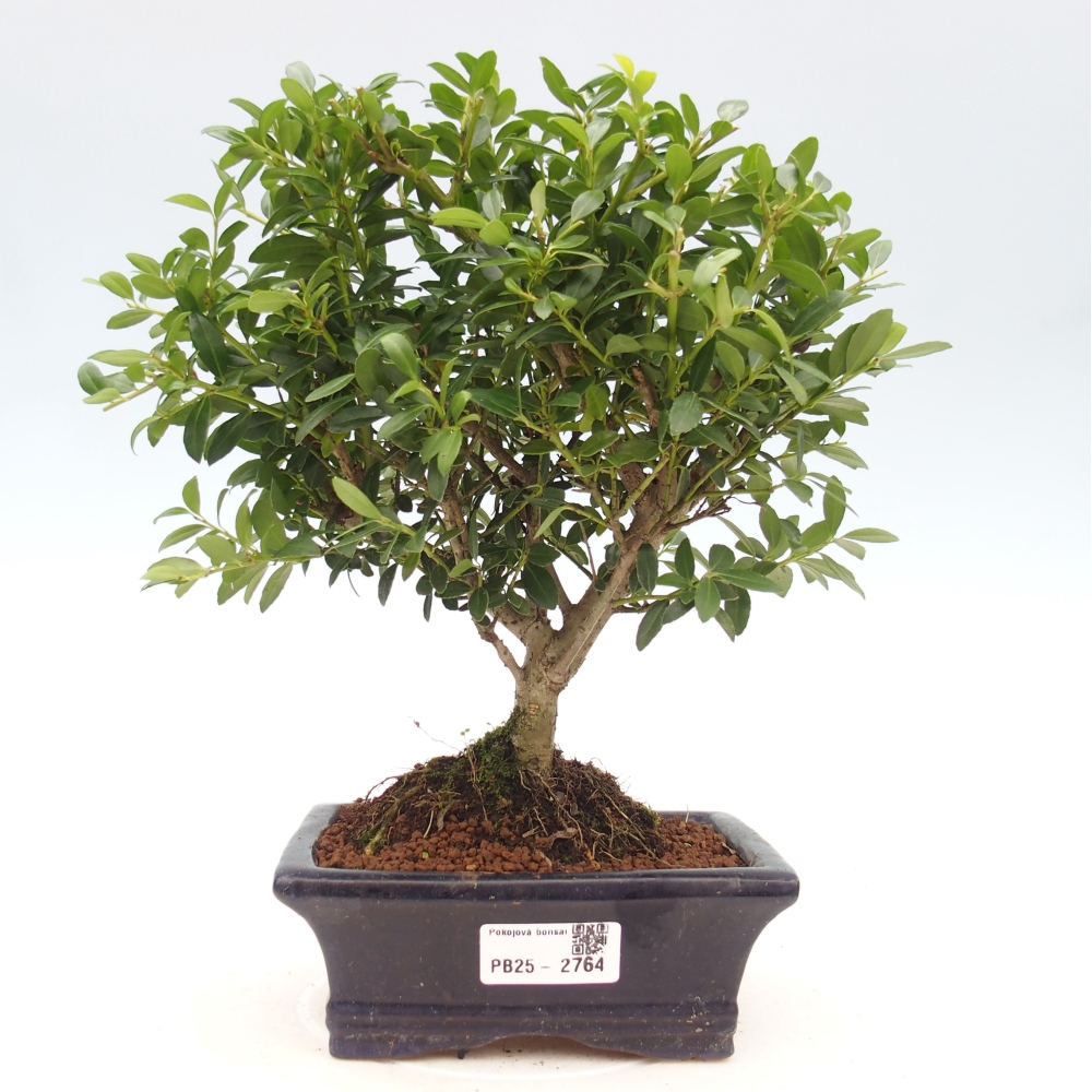 Kryty bonsai - Ilex crenata - Holly