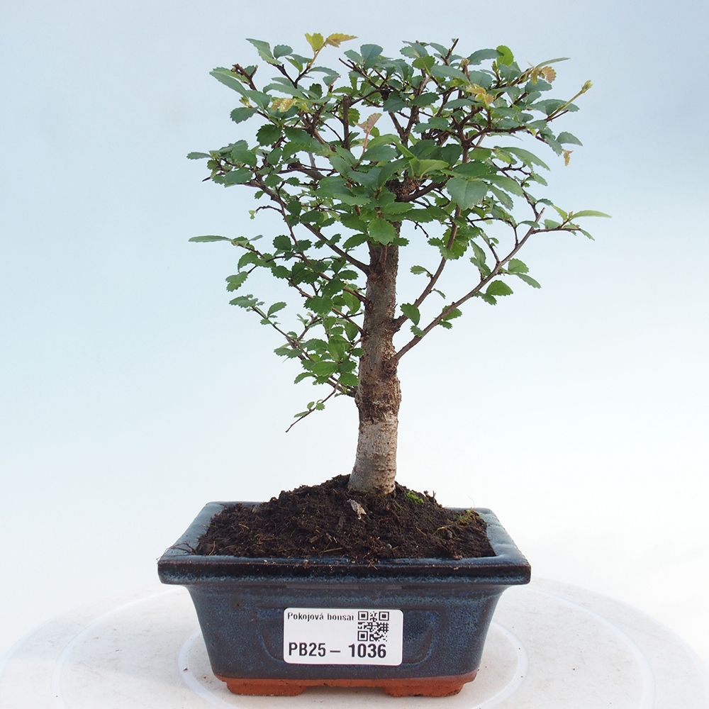 Bonsai wewnętrzne - Ulmus parvifolia - Wiąz drobnolistny