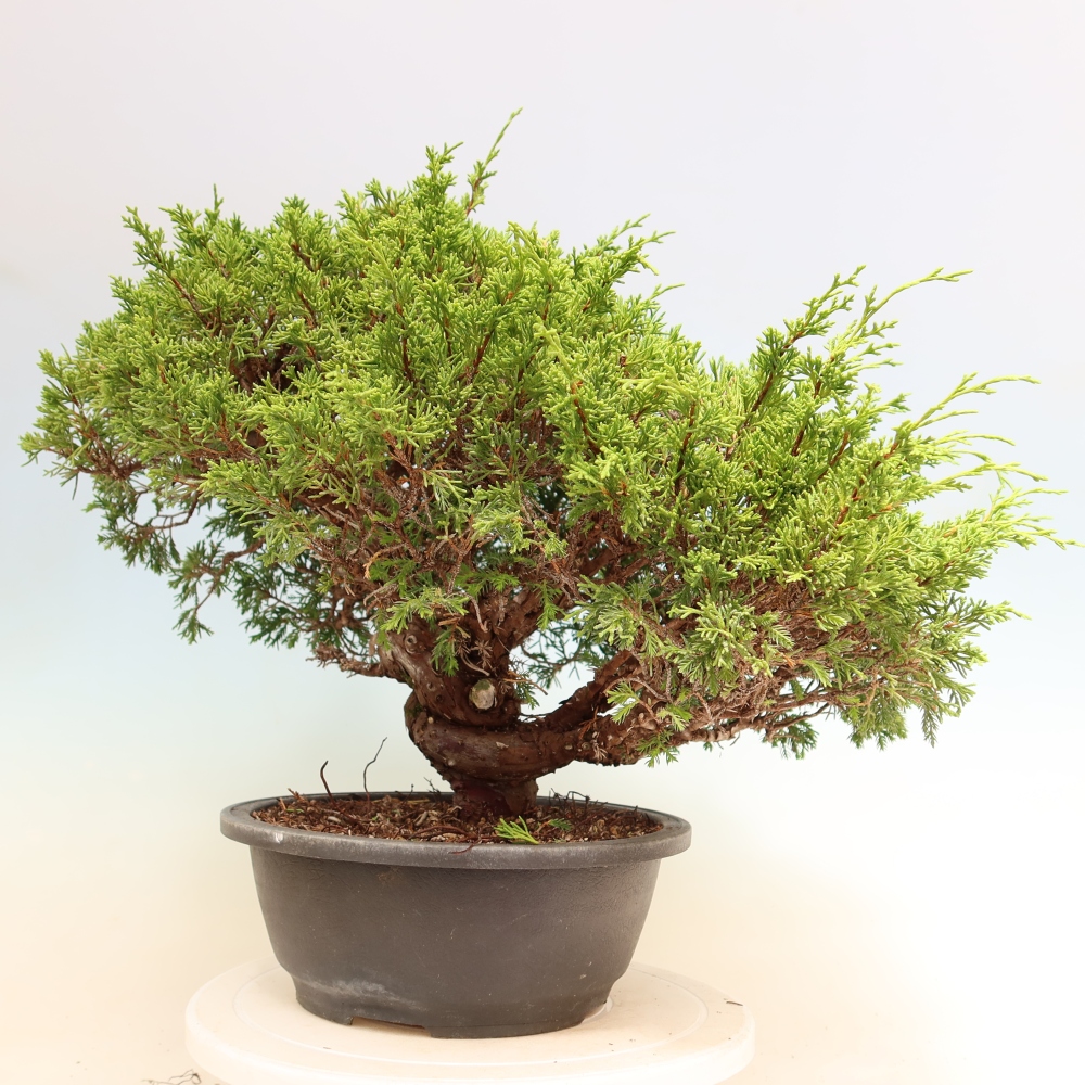 Bonsai ogrodowe – Juniperus chinensis Itoigawa – jałowiec chiński