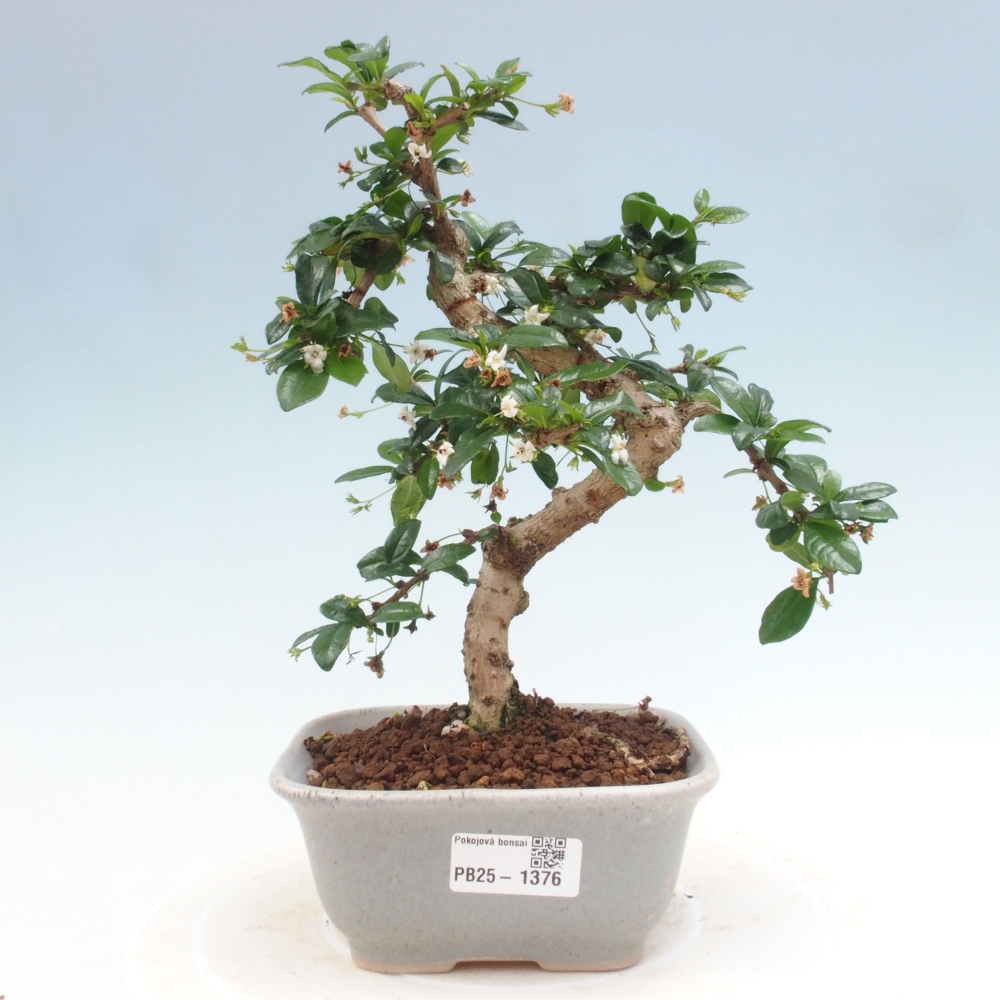 Bonsai wewnętrzne - Carmona makrophylla - Herbata Fuki