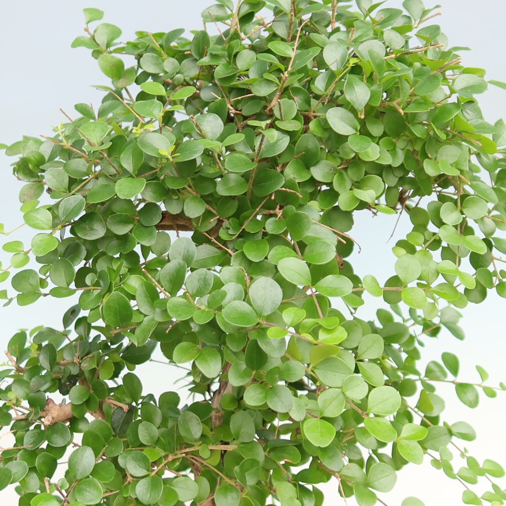 Pokój bonsai - Ligustrum retusa - dziób ptaka drobnolistnego