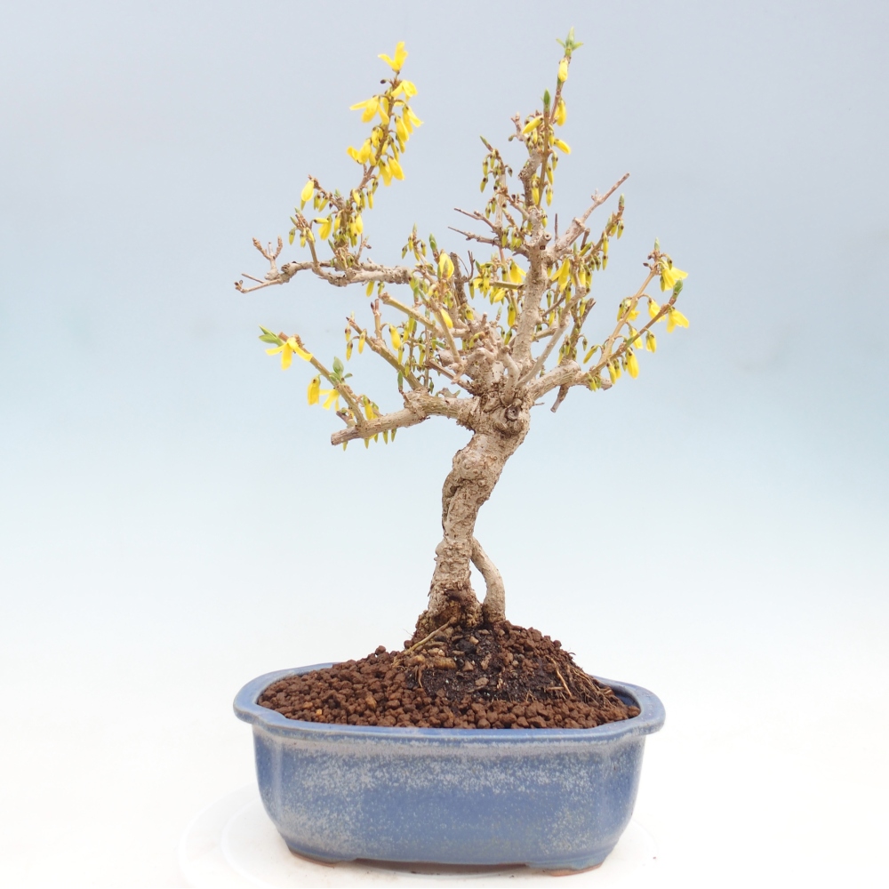 Outdoor bonsai - Zlatice - Forsycja koreańska