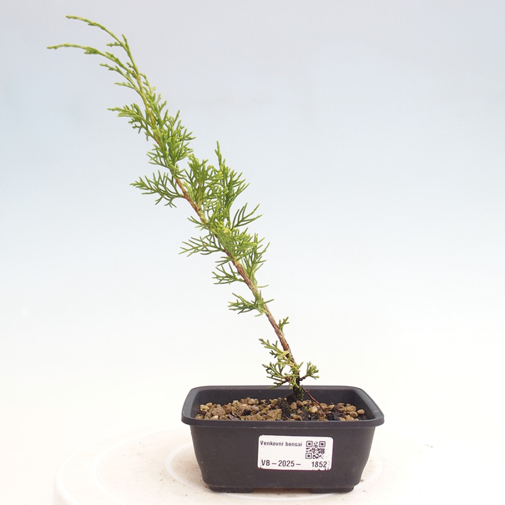 Outdoor bonsai - Juniperus chinensis Itoigawa - Jałowiec chiński