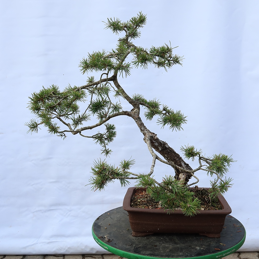 Pinus sylvestris Hiszpania – sosna zwyczajna