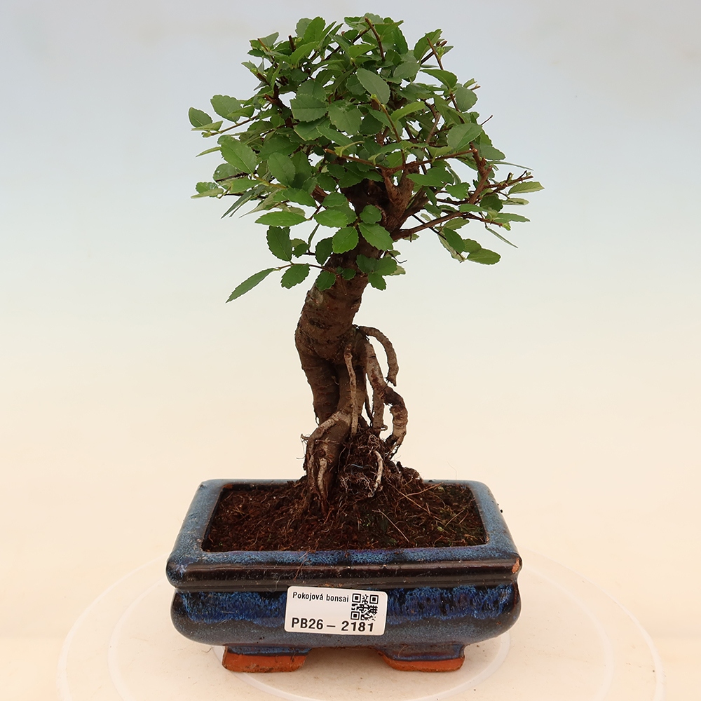 Pokój bonsai - Ulmus parvifolia - Wiąz drobnolistny