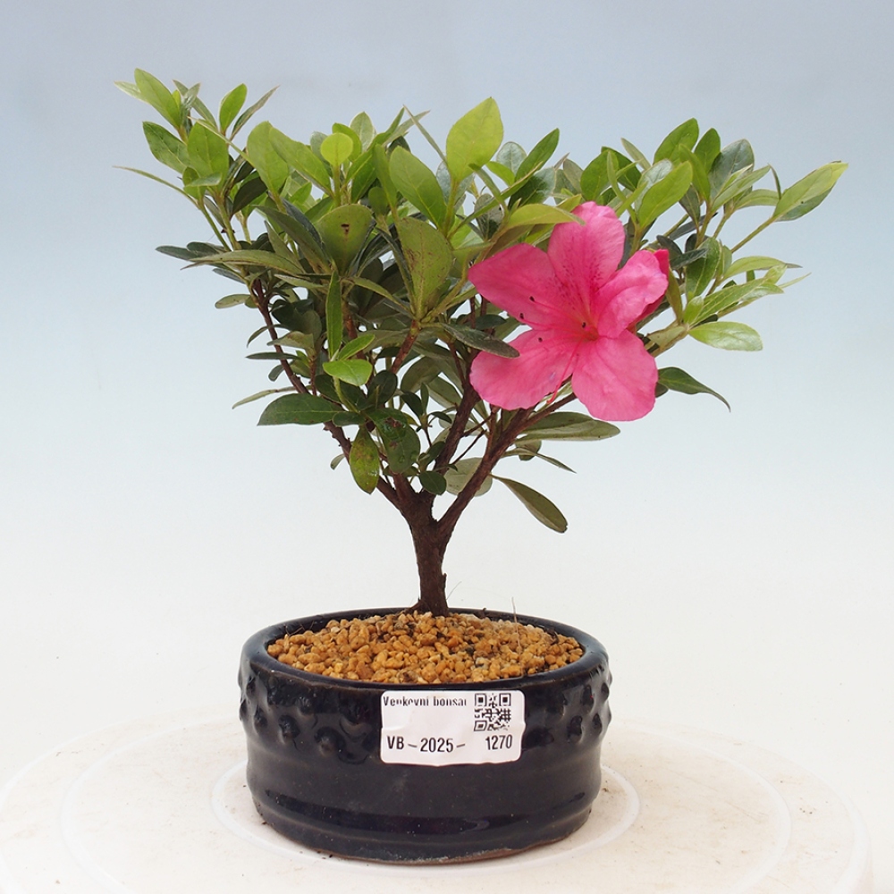 Bonsai zewnętrzne - Azalia japońska - Azalea sp.