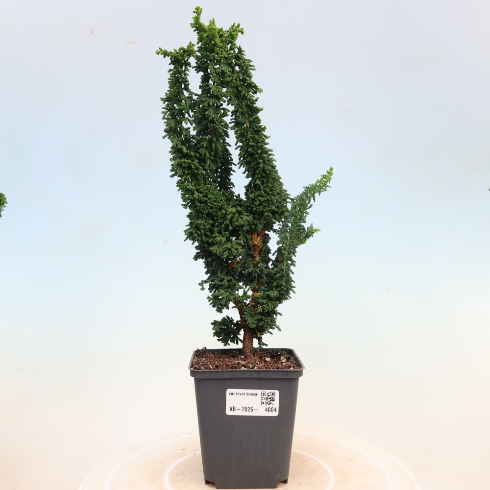 Bonsai zewnętrzne - Cham. obtusa SEKKA HINOKI - Cyprys