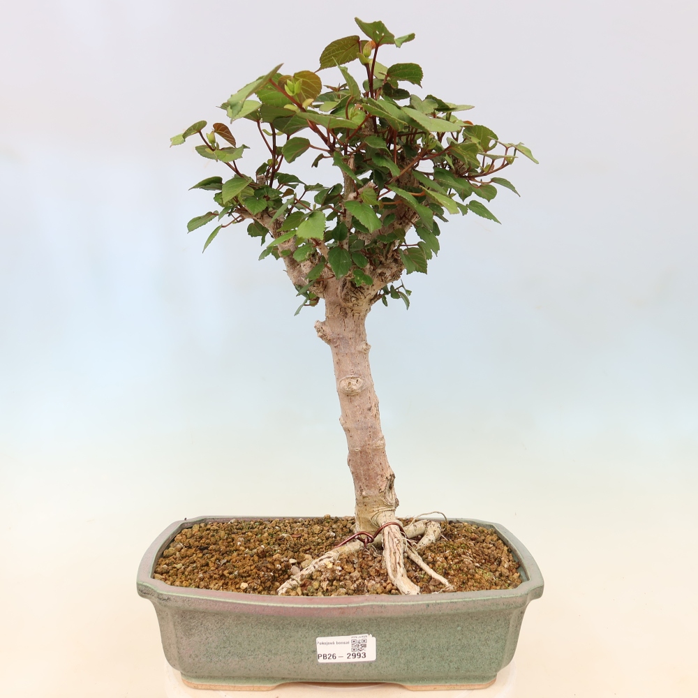 Bonsai domowe - Hibiscus tiliaceus - Hibiskus morski
