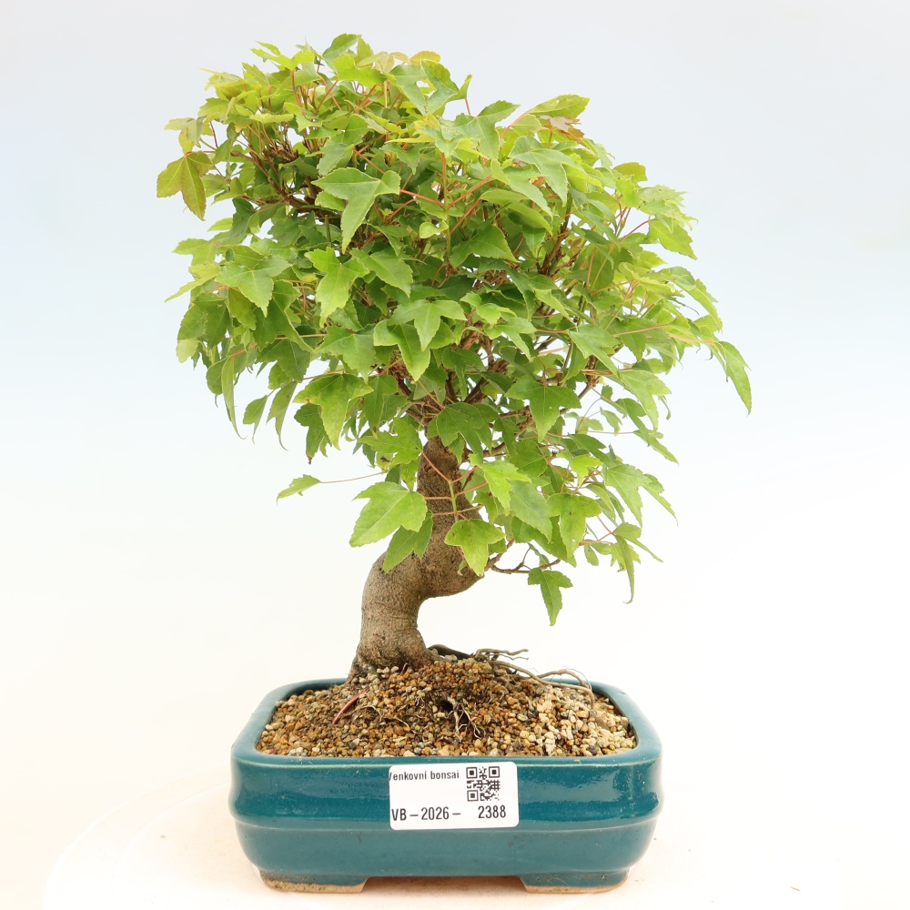 Outdoor bonsai - Klon burgeryjski - Acer burgerianum