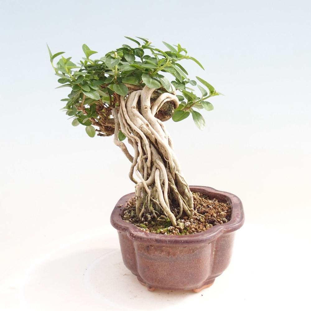 Bonsai wewnętrzne - Premna serratifolia - Kozlovon drobnolistny