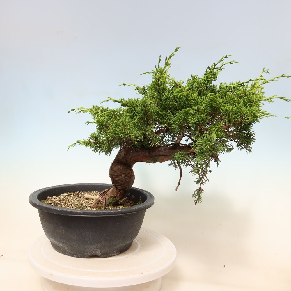 Bonsai ogrodowe – Juniperus chinensis Itoigawa – jałowiec chiński