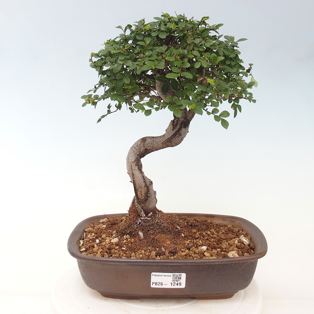 Pokój bonsai - Ulmus parvifolia - Wiąz drobnolistny