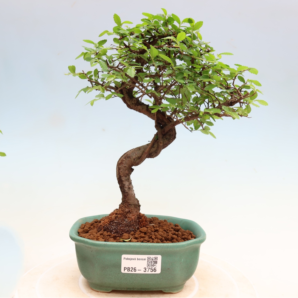 Pokój bonsai - Ulmus parvifolia - Wiąz drobnolistny