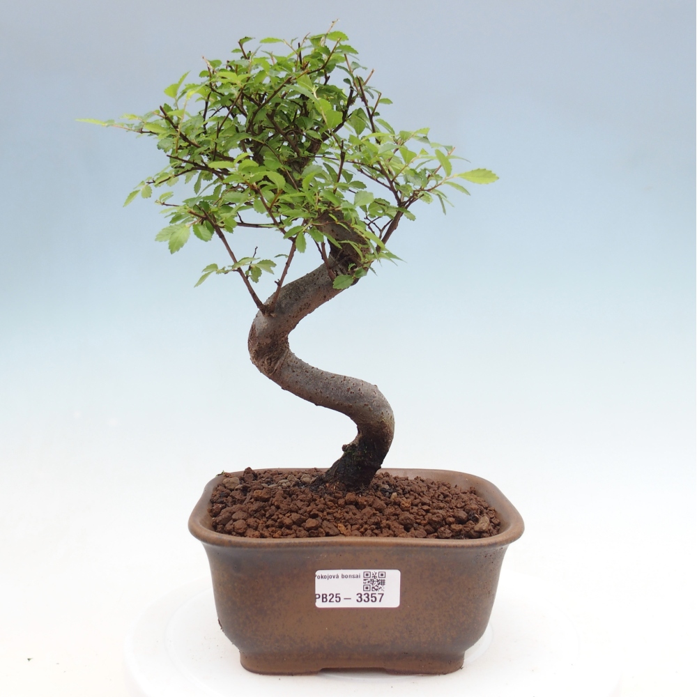 Pokój bonsai - Ulmus parvifolia - Wiąz drobnolistny