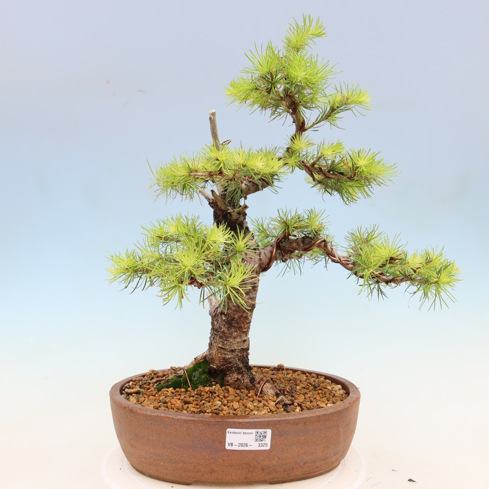 Bonsai zewnętrzne - Larix decidua - Modrzew