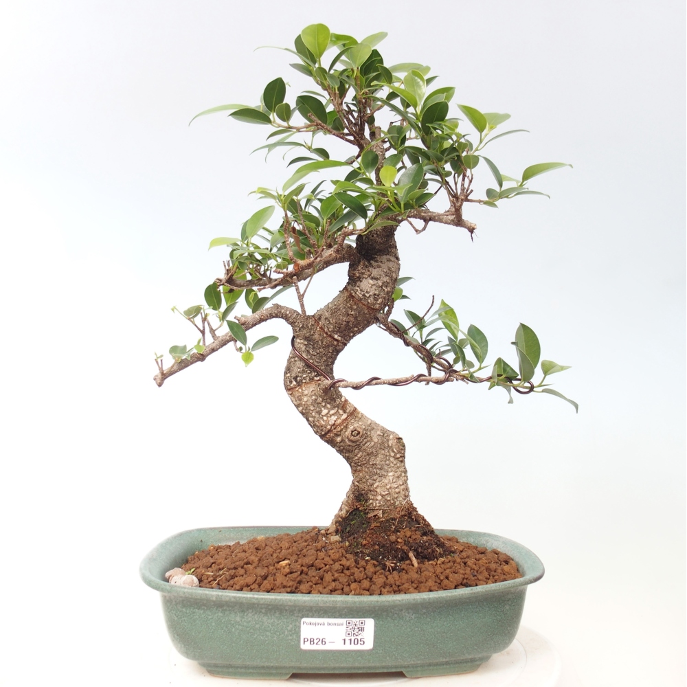 Pokój bonsai - Ficus kimmen - figowiec drobnolistny