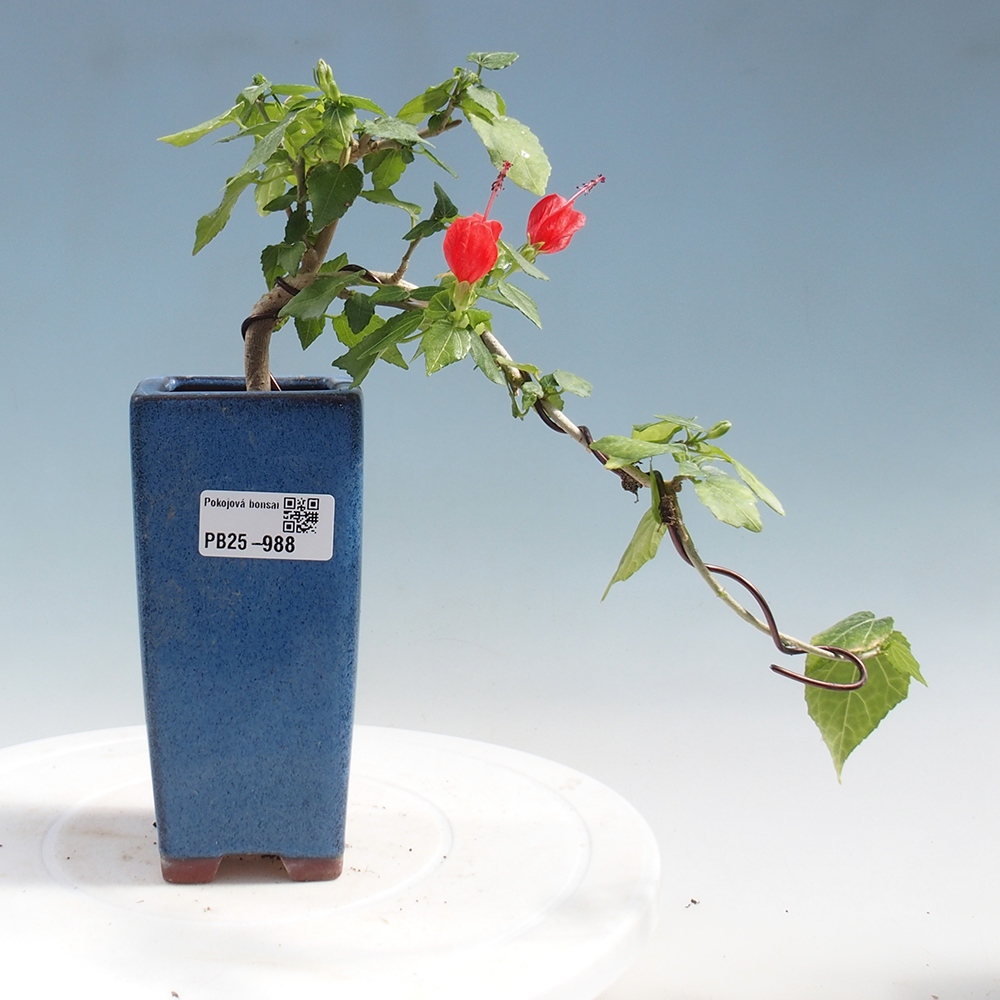 Kryte bonsai - Malvaviscus arboreus - hibiskus drzewny
