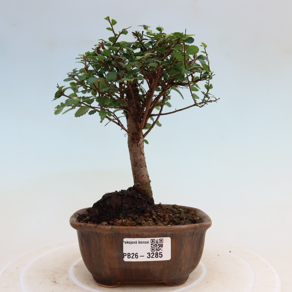 Pokój bonsai - Ulmus parvifolia - Wiąz drobnolistny