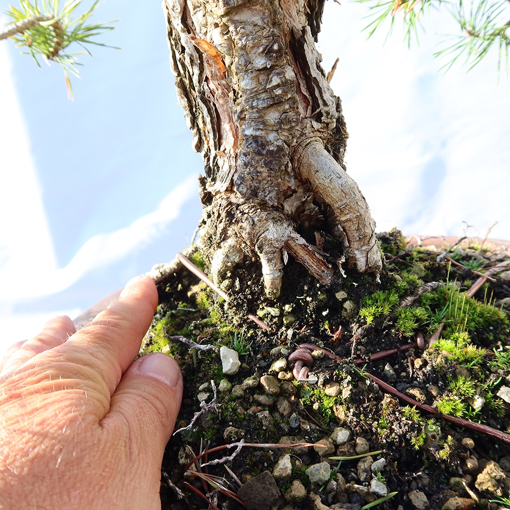 Pinus sylvestris Hiszpania – sosna zwyczajna