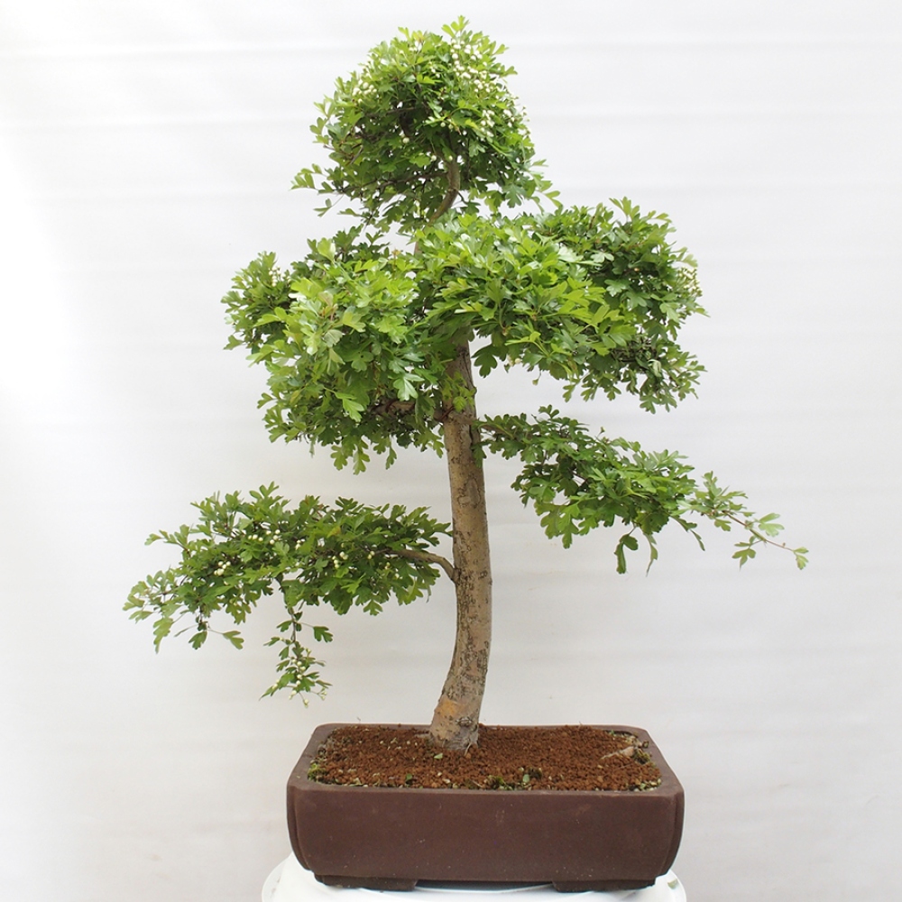 Bonsai zewnętrzne - Głóg - Crataegus monogyna