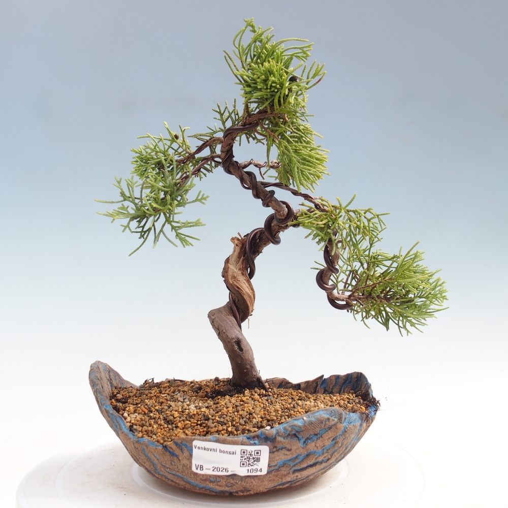 Outdoor bonsai - Juniperus chinensis Kishu