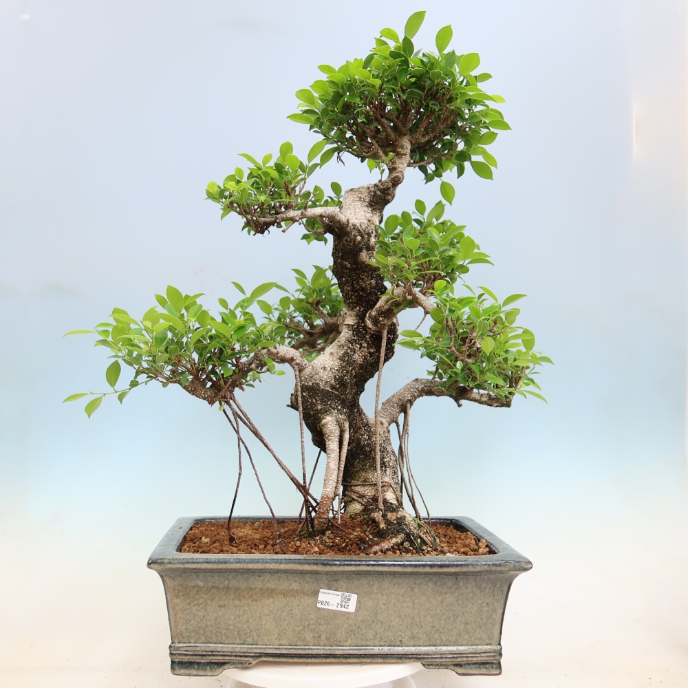 Pokój bonsai - Ficus kimmen - figowiec drobnolistny